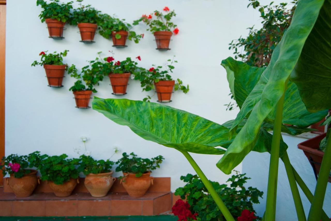 Hostal Batato Vejer de la Frontera Eksteriør bilde